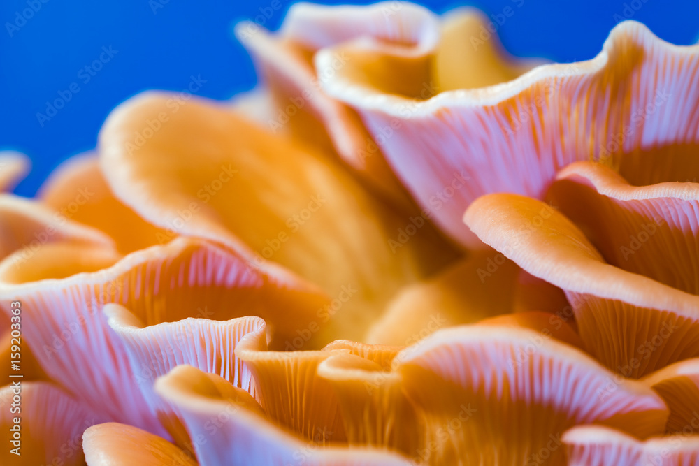Pleurotus djamor mushrooms on blue background