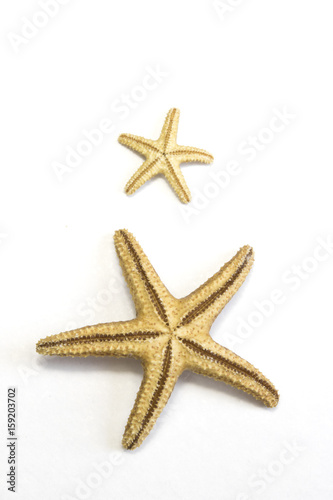 Small Starfish on Plain Background