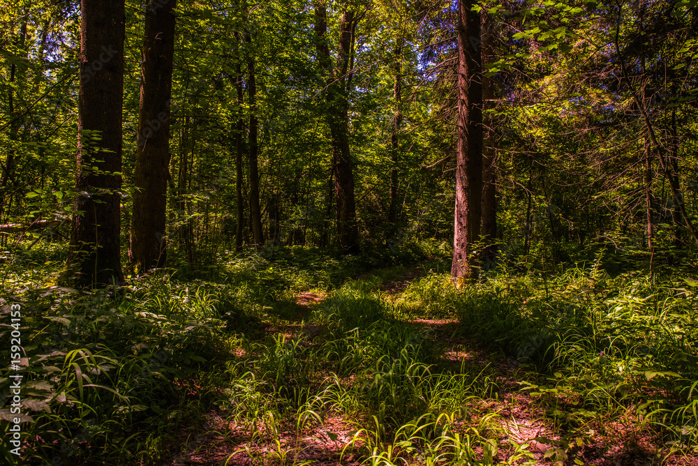 Obraz premium Beautiful forest trail