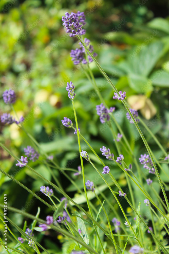 Lavender Lavender