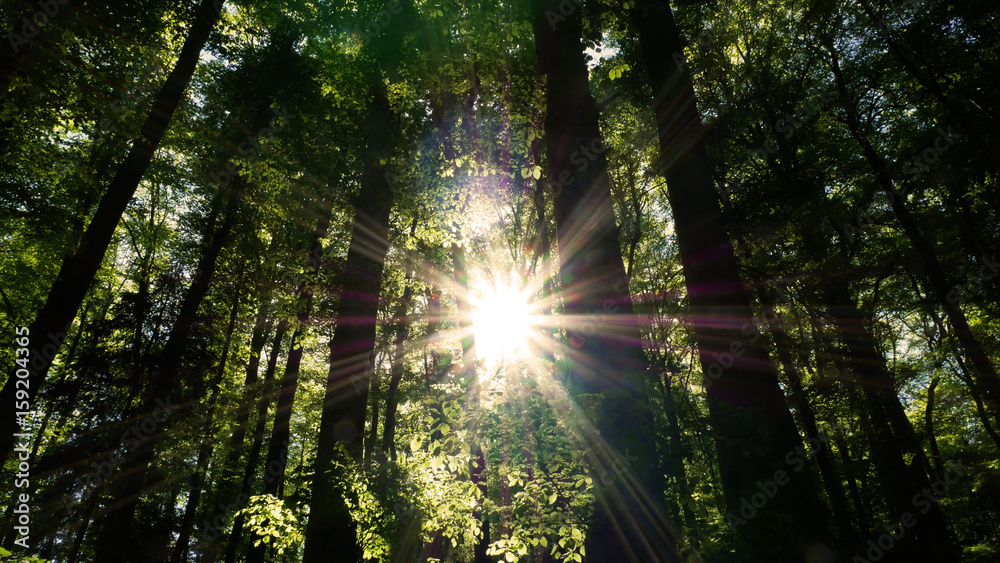 Fototapeta słońce w lesie