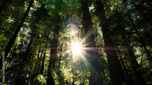 Sonnenschein im Wald © Patrick