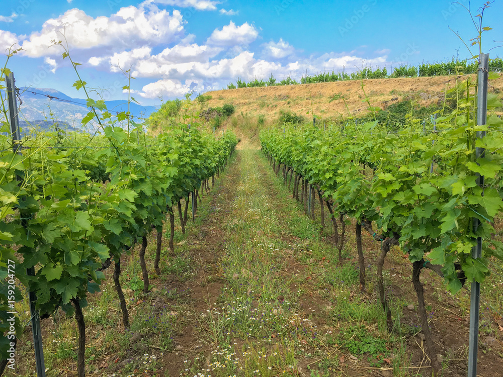 A vineyard full of grape vines at this winery in Castiglione, Sicily - Italy