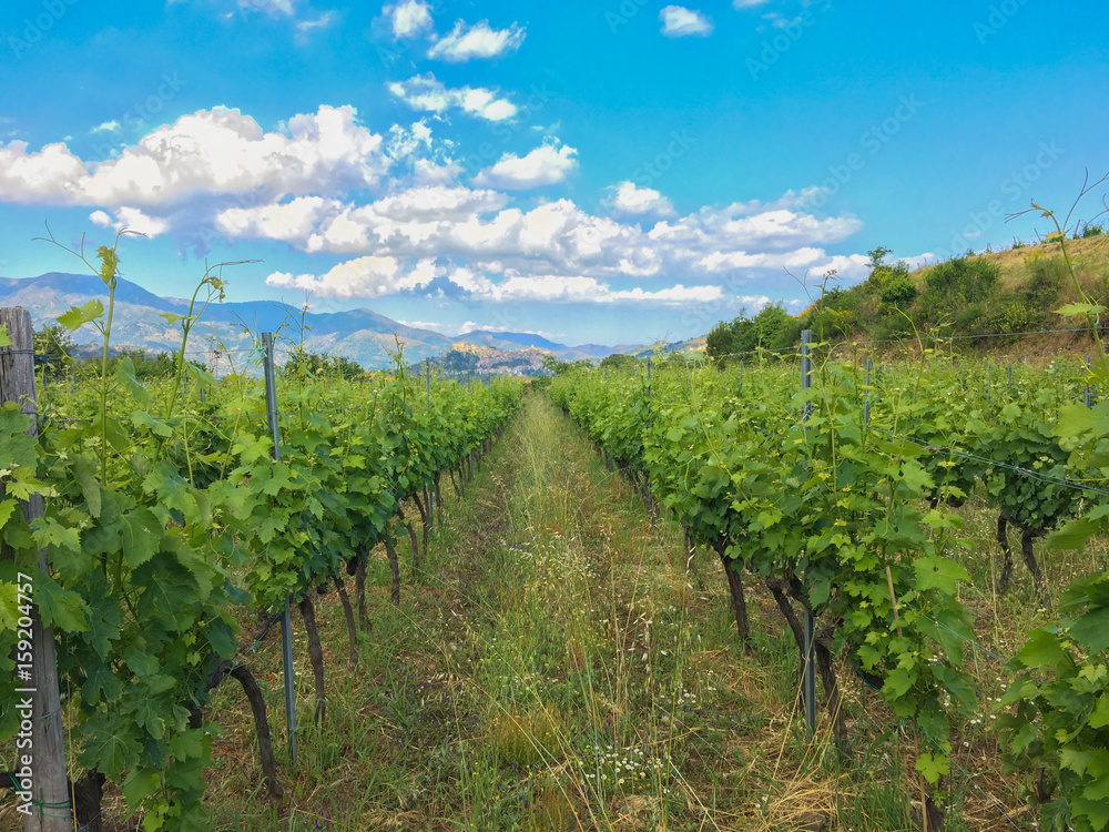 A vineyard full of grape vines at this winery in Castiglione, Sicily - Italy