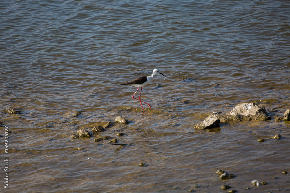 Cavaliere d'Italia bird at Priolo's saline Syracuse Sicily