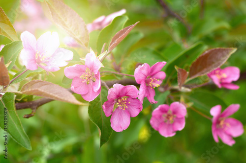 beautiful natural spa backdrop with pink flowers on a branch and  solar flare