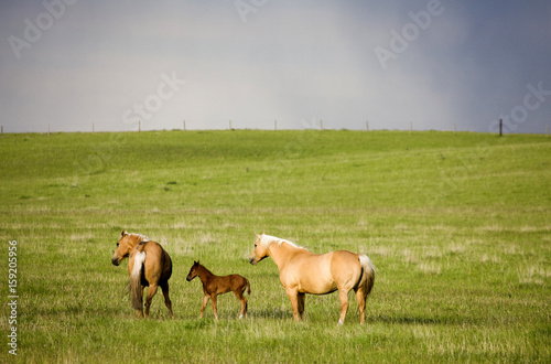 Horse and Colt Canada © pictureguy32