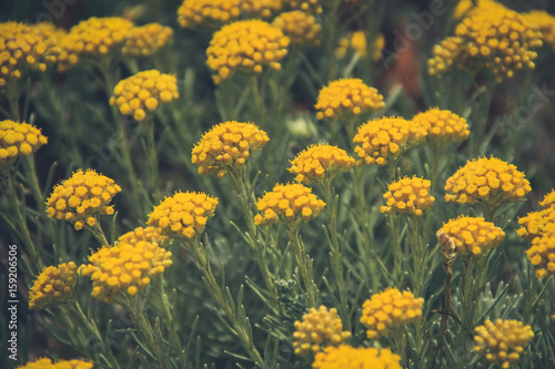 yellow Flowers Background texture
