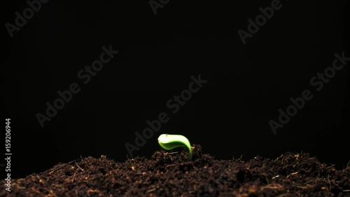 Time-lapse of germinating pumpkin seeds l isolated on black background