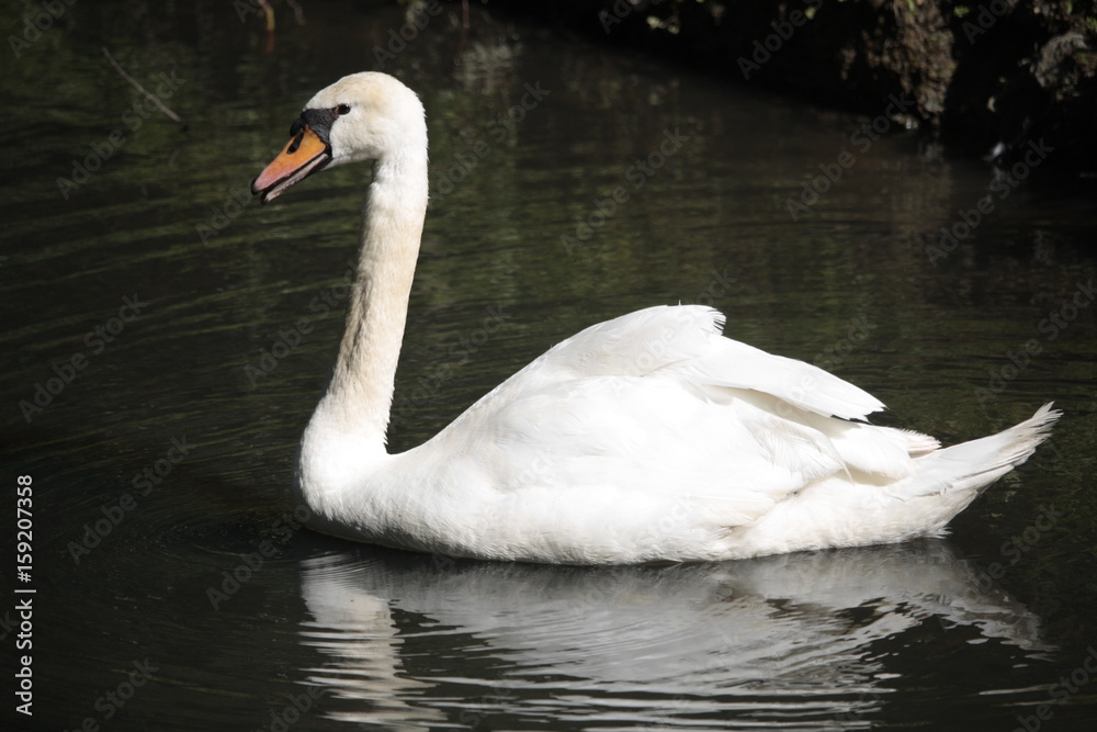 Fototapeta premium Cygne tuberculé 