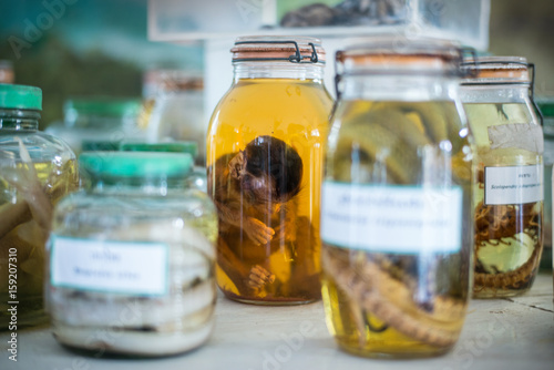 The monkey's body was preserved in a bottle.