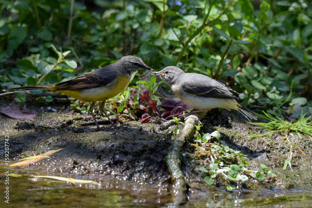 Grey wagtail fledgling wild bird receiving insect food from parent Grey wagtail fledgling wild bird receiving insect food from parent