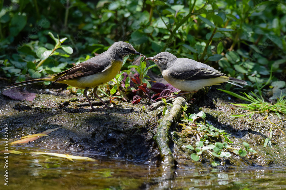 Grey wagtail fledgling wild bird receiving insect food from parent Grey wagtail fledgling wild bird receiving insect food from parent