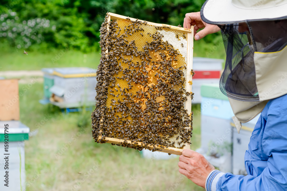 The beekeeper takes out from the hive honeycomb with bees. Apiculture. The beekeeper takes out from the hive honeycomb with bees. Apiculture.