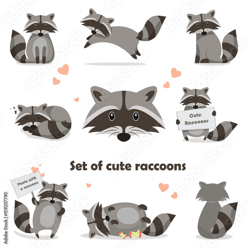 Collection isolated funny raccoon. Emotion little raccoon. Vector set cute raccoon. photo