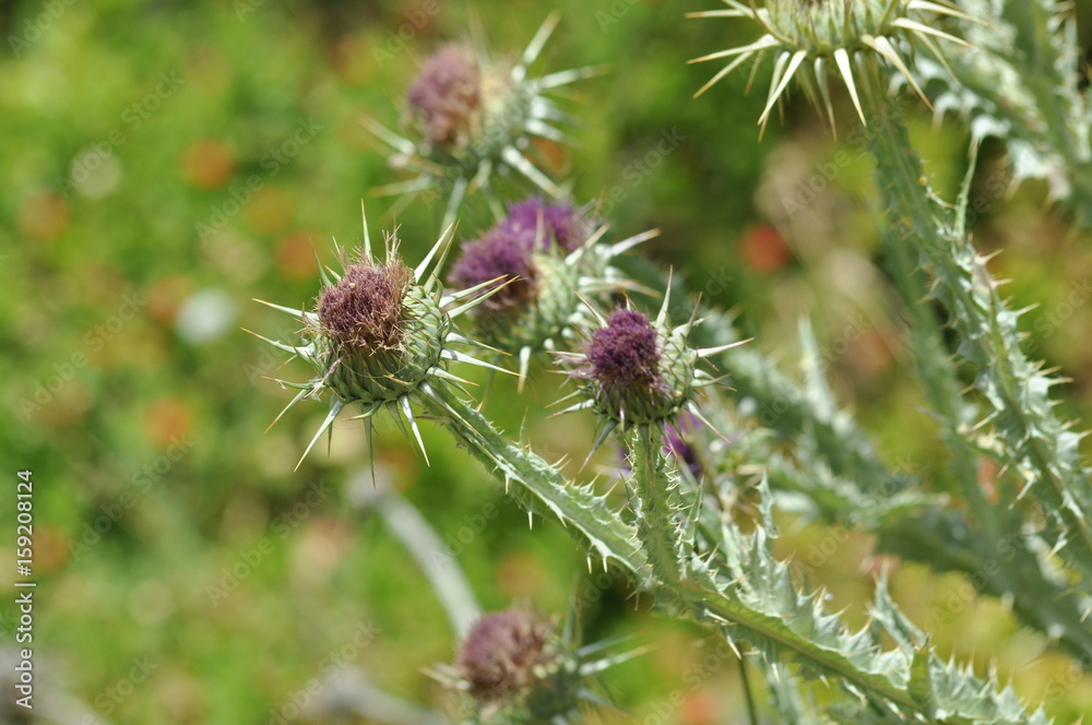Distel Distel