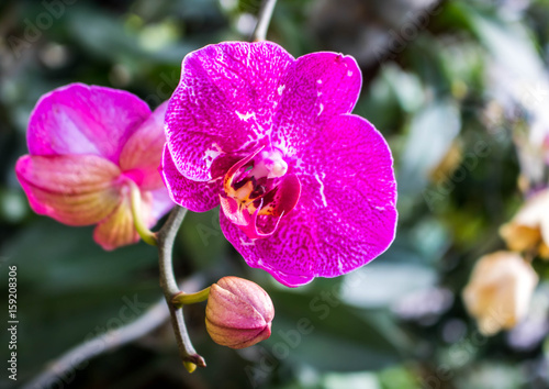 Bright purple flowers bright bright wild orchid.