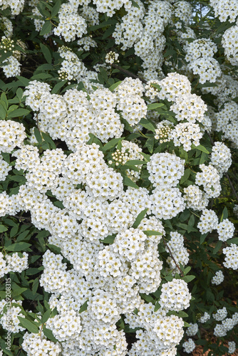 Spiraea canescens