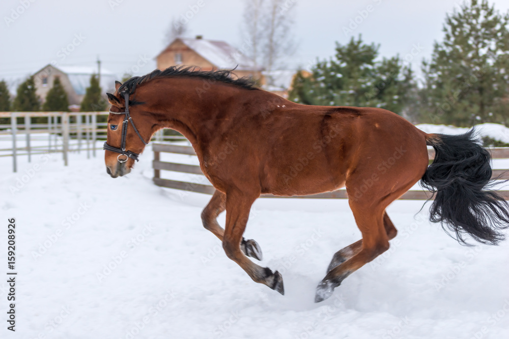 Young thoroughbred racebler running and jumping on the winter field Young thoroughbred racebler running and jumping on the winter field