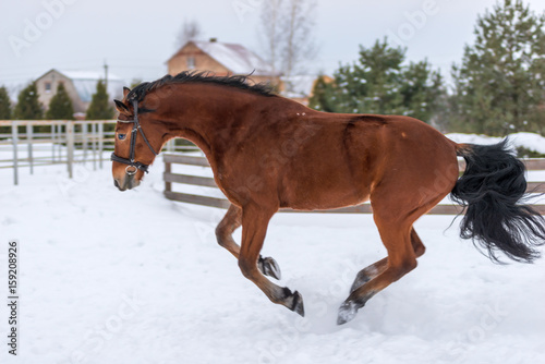 Young thoroughbred racebler running and jumping on the winter field © kosmos111