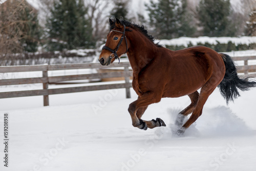 Beautiful horse runs on a ranch behind a fence in the winter