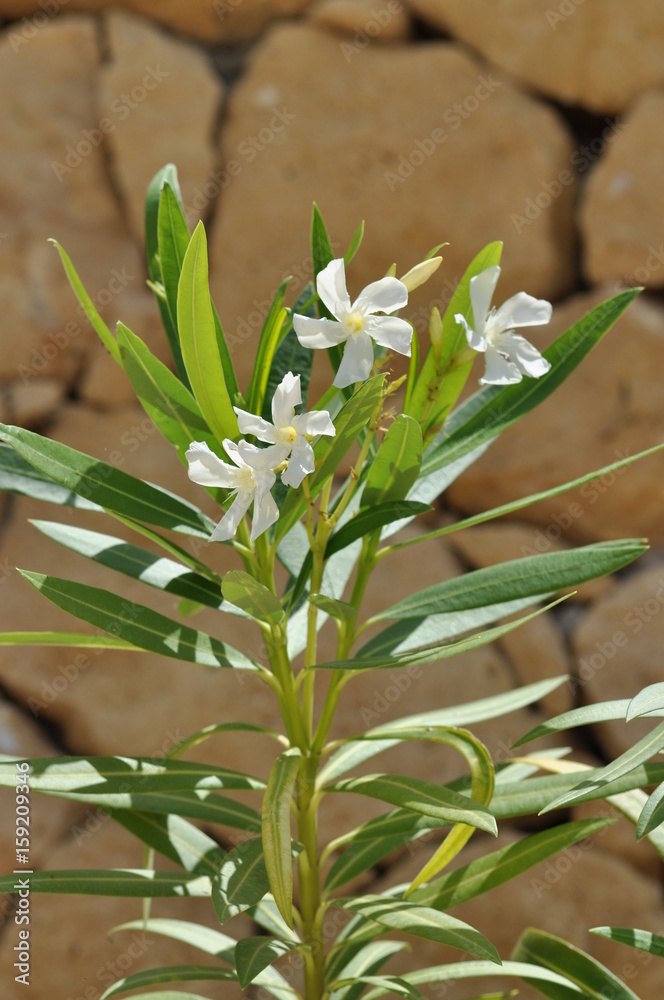 Obraz premium Blüte
