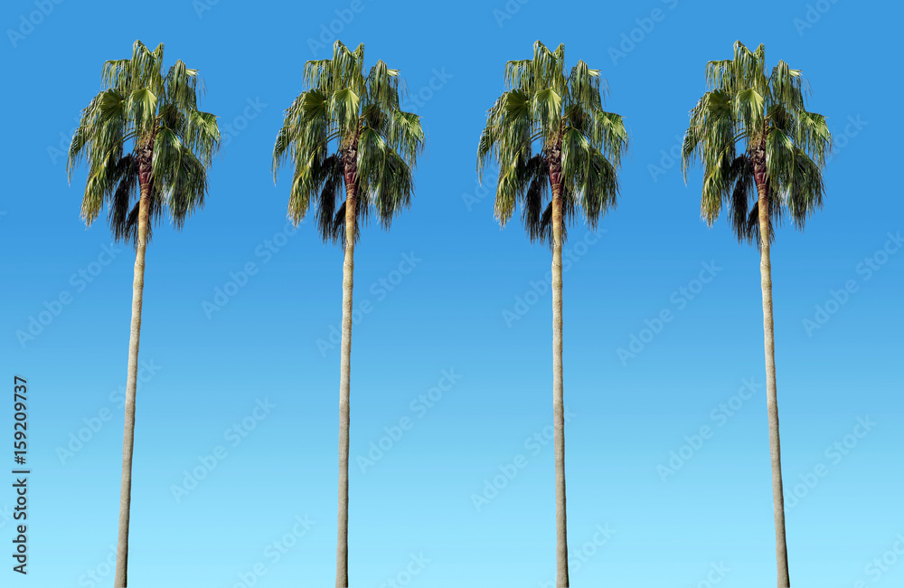 high palm trees with blue sky as background