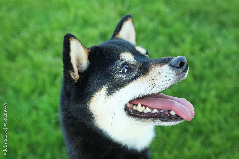 Black shiba inu on green grass Black shiba inu on green grass