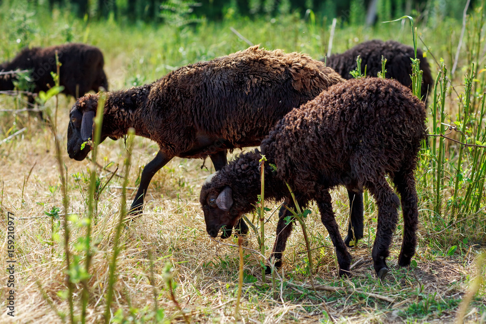 Fototapeta premium Sheep grazing in a field and eat grass.