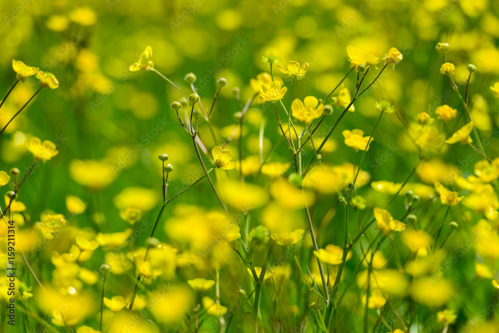 Obraz premium Amazing field with buttercup flowers, Armenia