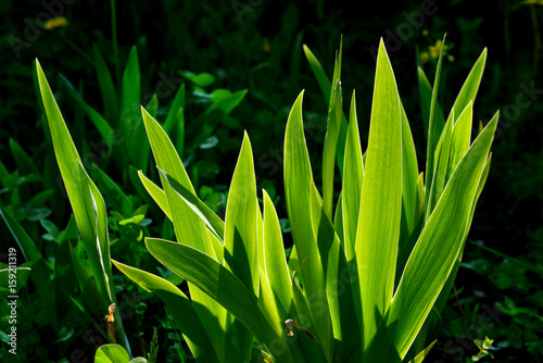 Fototapeta Naklejka Na Ścianę i Meble -  Beautiful leaves of iris Shine from the light of the sun
