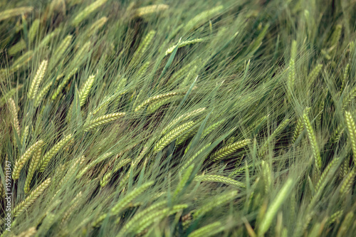 background of barley field in Yunnan; China.