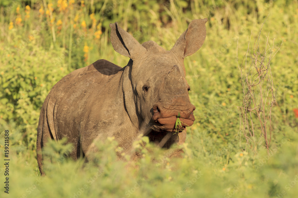 Obraz premium Baby Rhino. Young White Rhinoceros