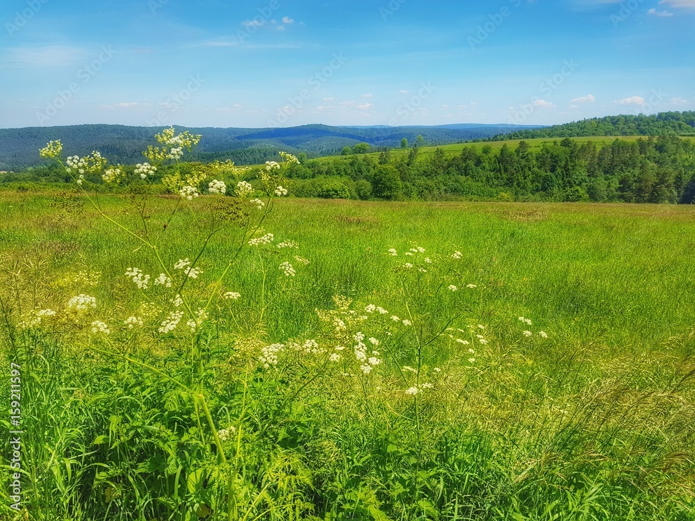 Łąka Stock Photo | Adobe Stock