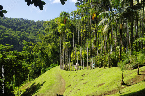 France, Martinique, the tropical  garden of Balata, Lesser Antilles photo