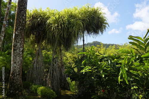 France  Martinique  the tropical  garden of Balata  Lesser Antilles