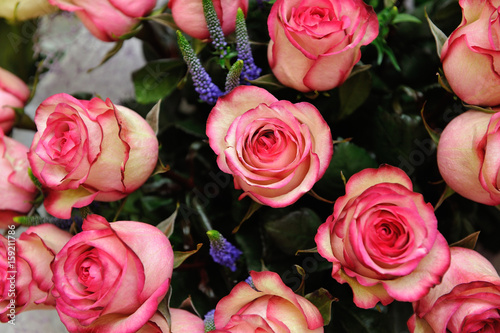 Beautiful pink roses in a bouquet of close-up