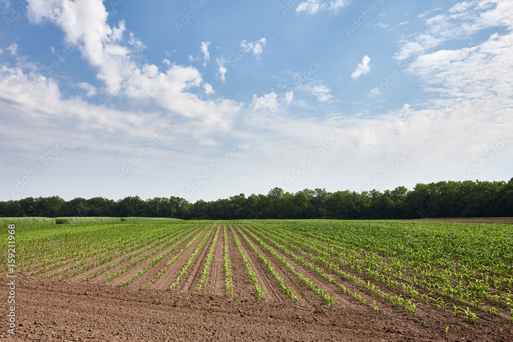 Green field with young growing corn, copyspace