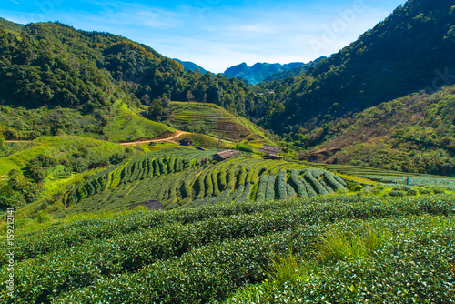 view of tea plantation with cottage at Doi Ang Khang mountain,Chiangmai, Thailand © Goodvibes Photo