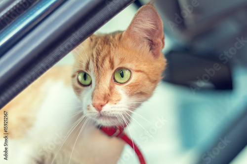 Fototapeta Naklejka Na Ścianę i Meble -  Cute white-red cat in a red collar watching for something in the car