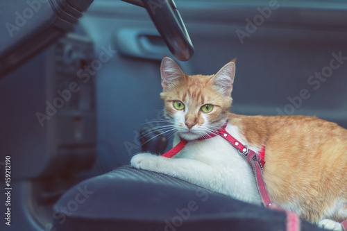 Fototapeta Naklejka Na Ścianę i Meble -  Cute white-red cat in a red collar watching for something in the car