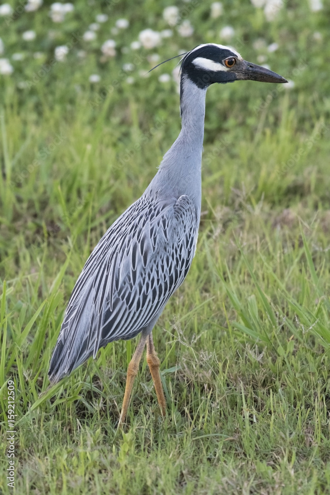 Naklejka premium Yellow cowned night heron, Nyctanassa violacea