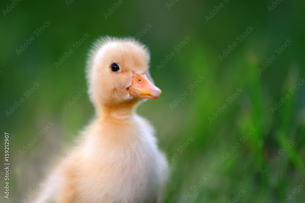 Little duckling on green grass Little duckling on green grass