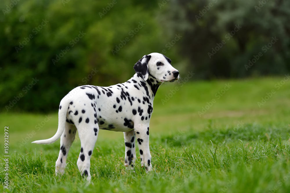 Dalmatian dog outdoors in summer Dalmatian dog outdoors in summer