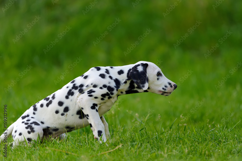 Dalmatian dog outdoors in summer Dalmatian dog outdoors in summer