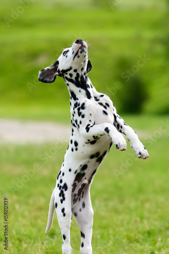 Dalmatian dog outdoors in summer