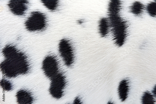 Dalmatian fur background photo