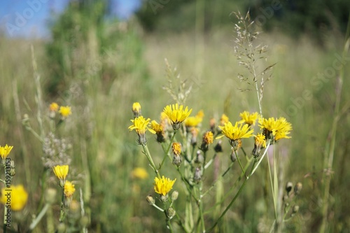 Meadow flowers. Slovakia © Valeria