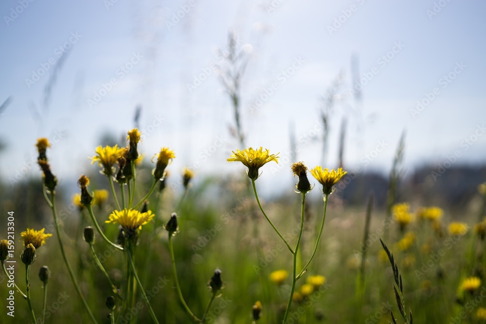 Obraz premium Meadow flowers. Slovakia