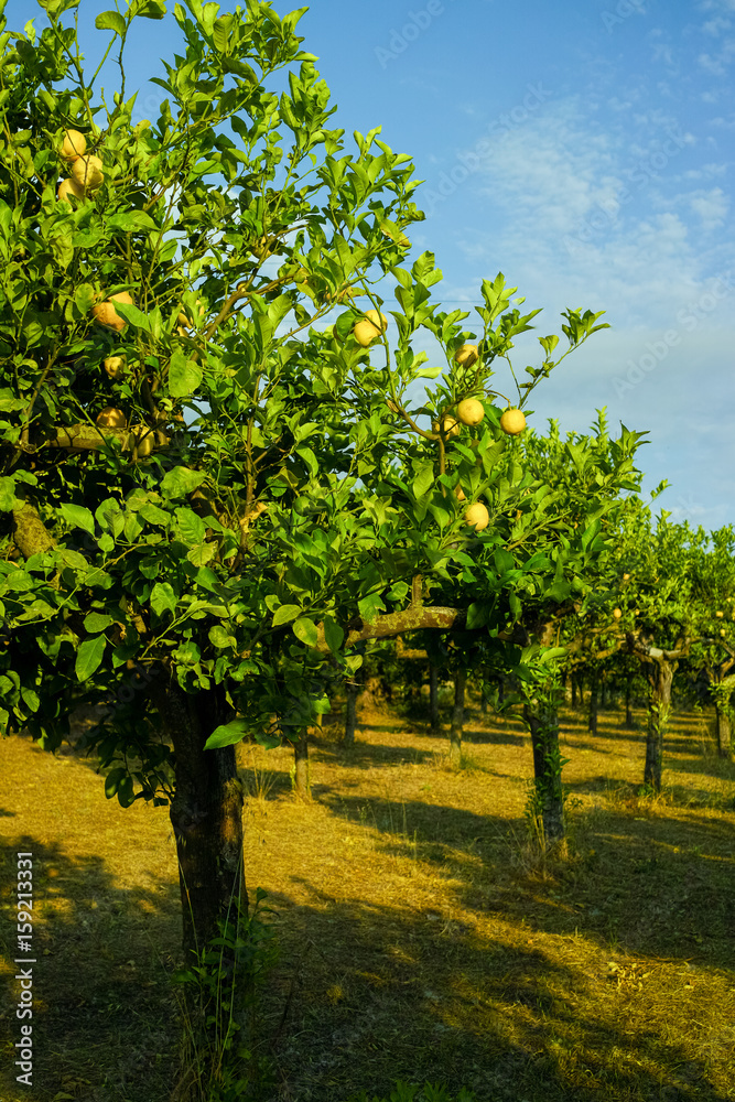 Citrus fruit rich in vitamin C – ripe yellow Sicilian lemons on lemon trees, ready to harvest